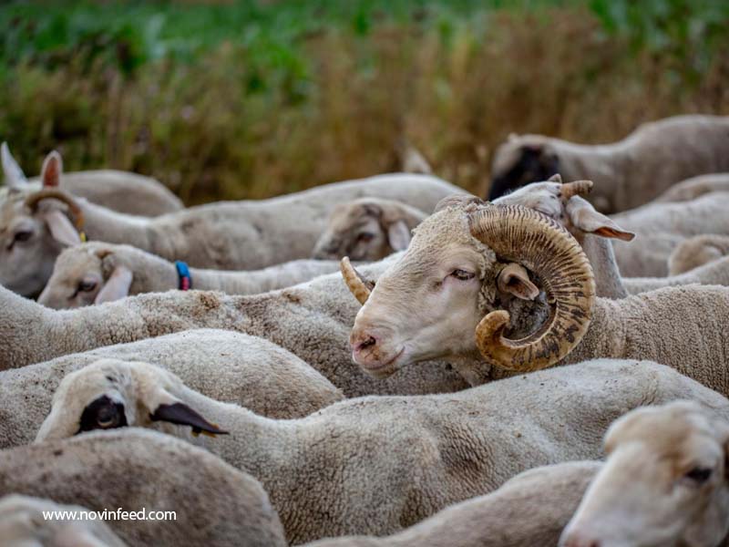 فاکتورهای موثر در آماده‌سازی گوسفندان برای جفت‌گیری